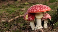 Setas venenosas en España: cómo reconocerlas y evitar intoxicaciones este otoño