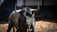 Estos son los temidos toros de Adolfo Martín para una terna de experiencia hoy en Madrid: Horarios y dónde ver por TV