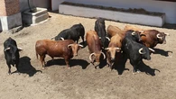 Estos son los toros para el regreso de Morante a tierras madrileñas en su encuentro con Roca Rey