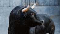 Imponentes, serios y con garantía: así son los toros de Victoriano del Río para hoy