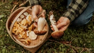 ¿Cuántos kilos de setas se pueden recoger en España para evitar una multa de 1.000 euros?