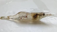 Las abejas y los camarones también se vacunan: así funciona la nueva inmunización para invertebrados que puede transformar la agricultura