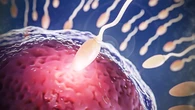 ¿Por qué el semen es de mejor calidad en el norte de España? La ciencia responde