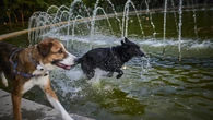 El calor extremo golpea a nuestras perros