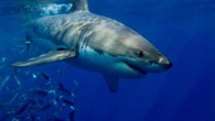 Registrado en el Mediterráneo el primer ataque de tiburones areneros a humanos: se pensaba que eran inofensivos
