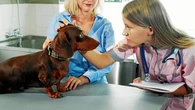 ¿Puedes faltar al trabajo si tu mascota tiene una urgencia veterinaria? Esta es la realidad que recoge el marco legal
