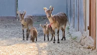 Nacen en España las primeras cabras monteses del mundo por fecundación ‘in vitro’