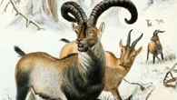 El enigma de las cabras que sobrevivieron 300 años sin agua dulce: "La comunidad zoológica no encuentra explicación"