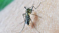 Declarada zona de alerta a un barrio y a dos municipios andaluces tras detectar mosquitos con virus del Nilo