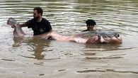 Pescan un siluro de 2,81 metros en el Río Ebro, el más grande capturado nunca en España