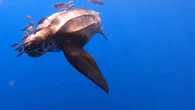Una visita inesperada: avistan a la tortuga marina más grande del mundo en Canarias