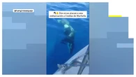 Vídeo: Dos orcas sorprenden a una embarcación frente a la costa de Marbella