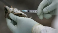 La OMS confirma el octavo caso de hantavirus: hospitalizan en Suiza a un hombre que viajó en el crucero