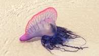 Identifican cuatro especies distintas de carabela portuguesa