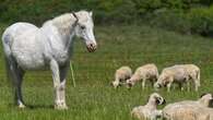 Detenido por abusar sexualmente de ponis y ovejas en Roda de Berà: uno de los animales murió por las lesiones