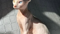 Ofrece 1500 euros de recompensa por su gata desaparecida: “Son todos mis ahorros pero me da igual, es parte de mi familia”