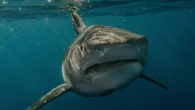 Graban por primera vez a un tiburón blanco adulto en aguas del Mar Mediterráneo