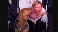 Encuentran muerto a Bruno, el perro de rescate que salvó la vida de 9 personas y fue galardonado por Giorgia Meloni