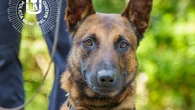 Muere atropellado en acto de servicio Lobo, el perro policía experto en explosivos en Cibeles