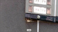 Se queda en shock al encontrarse la terraza del bar invadida por una plaga de polillas del boj en Navarra