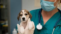 Una veterinaria publica en redes sociales vídeos perturbadores de procedimientos médicos mortales en mascotas