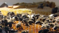 Una abeja por cada español: proyecto Smart Green Bee