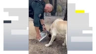 Agentes y efectivos hidratan a animales que no han podido ser evacuados de los incendios