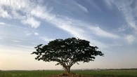 Una mujer tala un árbol de su jardín y años después se enfrenta a una multa de 133.829 euros