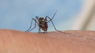Cómo librarse de los mosquitos en verano con el método japonés para que no te piquen
