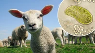 Casi 30 personas se contagian del parásito cryptosporidium tras visitar una granja turística para acariciar corderos y terneros