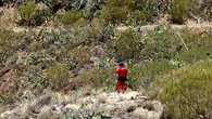 El cadáver hallado en Tenerife es el del británico Jay Slater: cayó en una zona rocosa y murió por politraumatismo