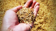 El uso alternativo del arroz: la capa que lo recubre puede ser un biocombustible
