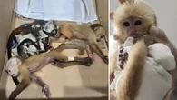 Les pillan con 6 monos bebés escondidos en sus partes íntimas: dos de ellos murieron por el maltrato