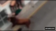 Muere un vecino de Ubrique corneado por un toro durante el festejo del Gayumbo