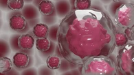 Descubren una nueva forma de producir células sanguíneas humanas en laboratorio