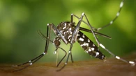 Alerta en País Vasco por un caso de contagio autóctono de chikungunya en Hendaya a través de mosquitos