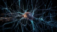Descubrimiento clave para el Alzheimer y la depresión: el cerebro humano sigue generando nuevas neuronas toda la vida, según un estudio