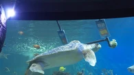 La tortuga Yellow regresa para ofrecer su pronóstico del Portugal - España del Mundial 2026