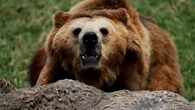 Incautan 10 botes de bilis de oso en el aeropuerto de Bilbao