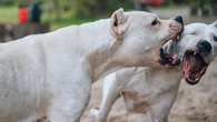 Brutal agresión de unos perros callejeros a una niña de 7 años en un parque