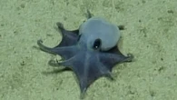 Descubren en Galápagos un diminuto pulpo azul del tamaño de una pelota de golf