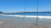 El alga parda japonesa vuelve a invadir las playas del Cantábrico