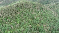 El impacto oculto de la sequía en los árboles: así pueden cambiar nuestros bosques