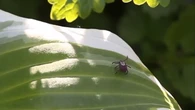 Qué hacer si te pica una garrapata este verano: pueden provocar graves infecciones