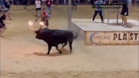 Vídeo: Estas son las imágenes del momento en el que un toro deja herido a un embolador en Port de Sagunt