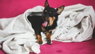 Mucho cuidado si este verano escuchas a tu perro toser: podría ser la tos de las perreras