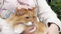 Día Internacional del Gato: conciencia, ternura y ronroneos