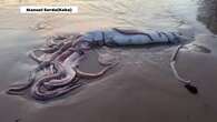 Un calamar gigante de 10 metros aparece en la playa de Llanes, Asturias, causando asombro entre los expertos