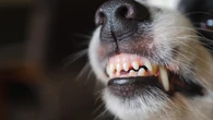 Un hombre, grave en la Comunidad Valenciana tras contagiarse de la rabia por una mordedura de perro