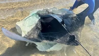 Se investiga el hallazgo inusual de una veintena de mantas varadas en la costa mediterránea